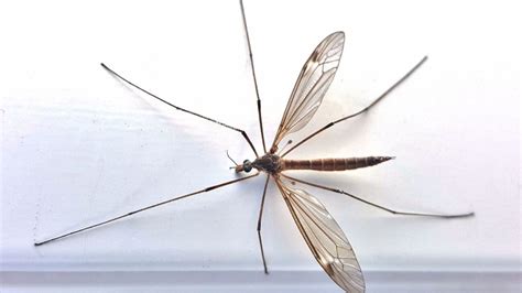 Leather Jackets and the Crane Fly | Dr. Green Services