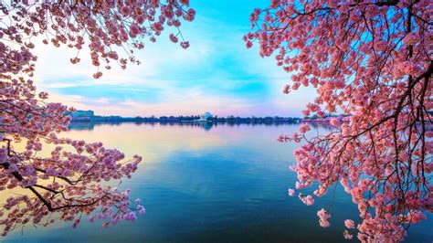 🔥 Download Wpnature Blossomed Lake Flowers Blue Cherry Blossom Water by ...