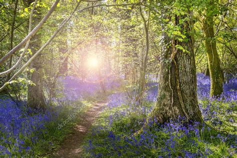 Sunshine through the leaves in bluebell woods — Stock Photo ...