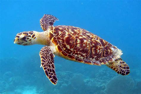 15 Hawksbill Sea Turtle Facts | Environment Buddy