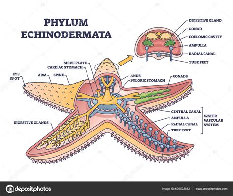 Starfish Anatomy