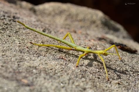 A stick insect in the bushland of northern Sydney Australia. # ...