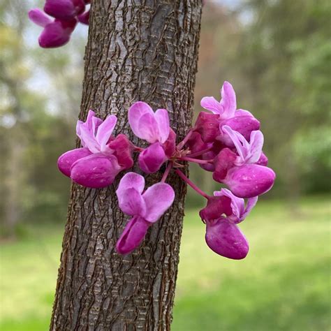 Eastern Redbud - Amazing Magenta Flowers - Vic's Tree Service