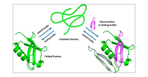 Rational Design of Protein-Specific Folding Modifiers | Journal of the ...