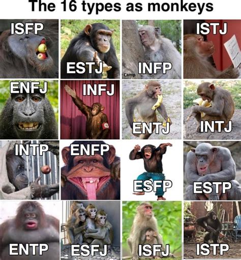 The 16 types as monkeys : r/mbtimemes