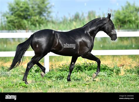 Black Akhal Teke stallion running in trot along white fence in summer ...