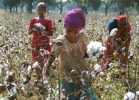 Comment: How we are working to empower women in cotton production | Reuters