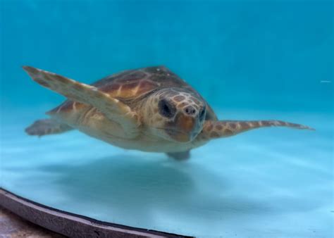 Romano | South Carolina Aquarium