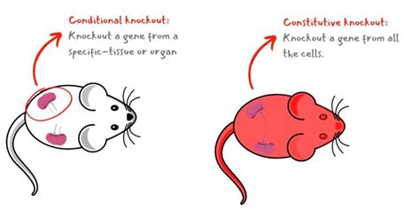 What is Conditional Gene Knockout and Why It's Important? – Genetic ...