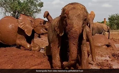 Watch: Baby Elephant's Mud Bath Wins The Internet