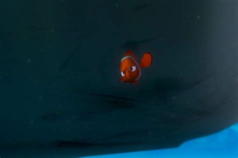 Image - Findingnemo0147.jpg | Disney Wiki | Fandom powered by Wikia