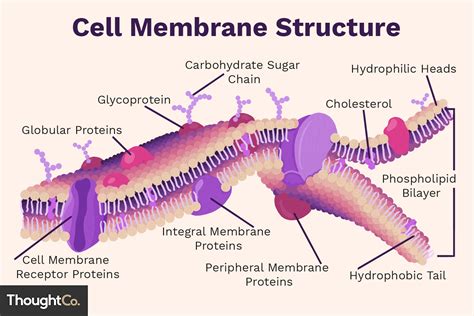 Cell Membrane Function and Structure