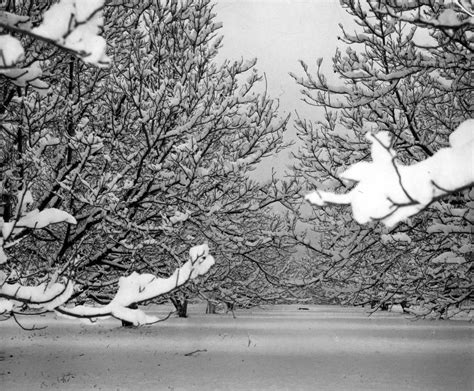 Los Angeles Snowfall of 1949: Rare Historical Photos Show LA Blanketed ...