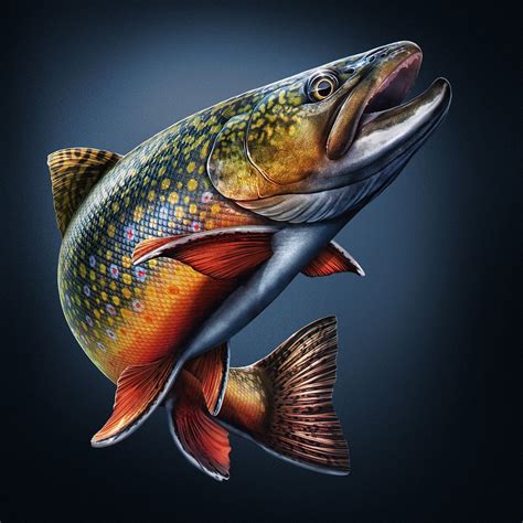 Freshwater Fish Studies on Behance | Fish art, Fish drawings, Trout art