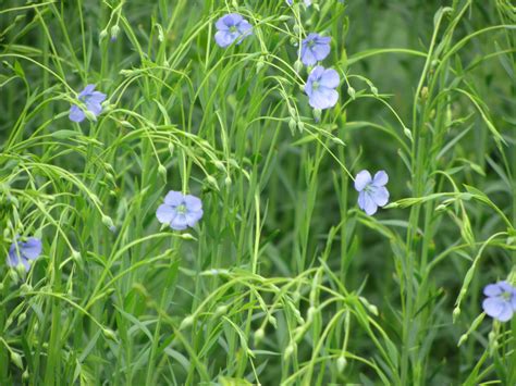 Growing and Harvesting Linen (Flax) – Hoe Farming