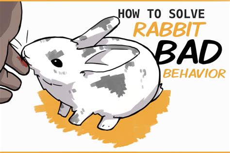 How to Solve Common Bunny Behavior Problems