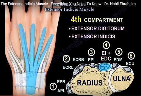 Anatomy of the #Extensor Indicis Muscle — OrthopaedicPrinciples.com