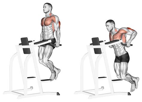 Dips (Chest and Triceps): Benefits, Muscles Worked, and More - Inspire US