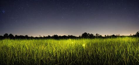 a grass field with fireflies, summer night, peaceful, | Stable Diffusion