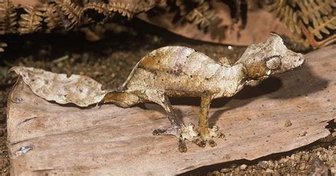 Leaf-Tailed Gecko | Animal Wildlife