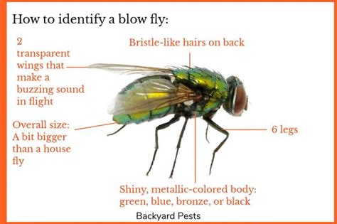 Blow Flies: Identify Them | Find Them | Get Rid Of Them - Backyard Pests