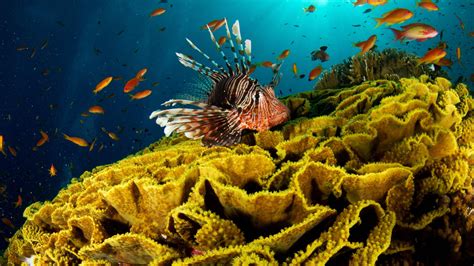 coral, reef, fish, undersea, 4K, red lionfish, animal, sea, vertebrate ...