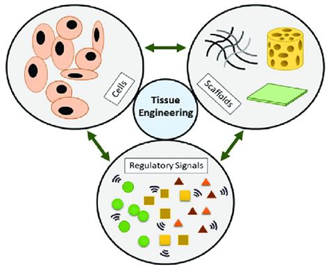 Tissue engineering applications | Download Scientific Diagram