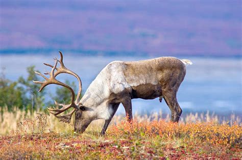 Alaska Karibu Fotos - Bilder und Stockfotos - iStock