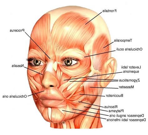 Face muscles anatomy, Face anatomy, Muscle anatomy