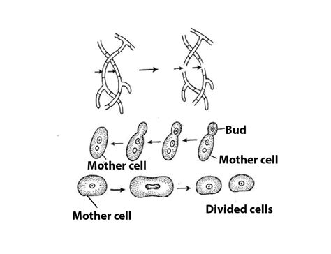 Fungi Reproduction Study Guide - Inspirit Learning Inc