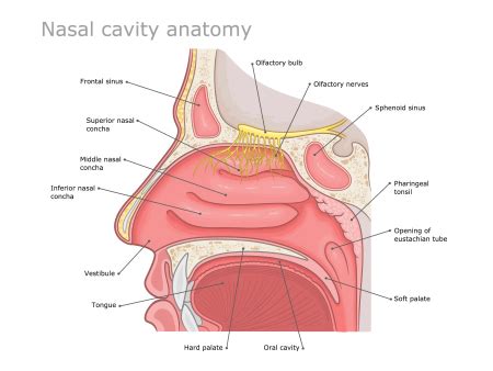 Nose anatomy: Parts and its Functions - Star Health (2023)