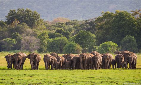 Minneriya Elephants | Will Burrard-Lucas