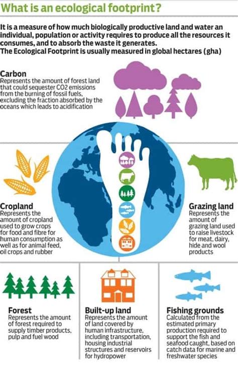 How To Measure (and Reduce) Your Ecological Footprint