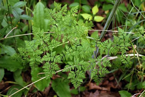 Conium maculatum (Apiaceae) image 69190 at PhytoImages.siu.edu