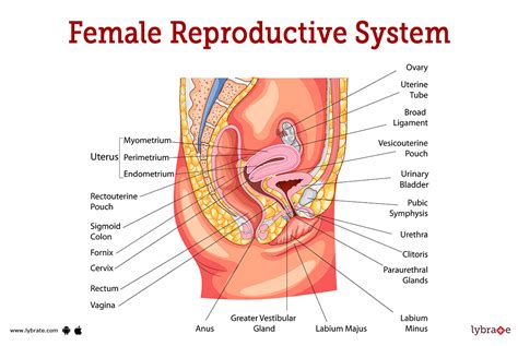 Human Female Reproductive System Diagram