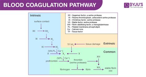 Mechanism of Blood Coagulation - NEET Biology Notes