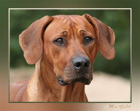 The Rhodesian Ridgeback - Academic Hound Dog Training