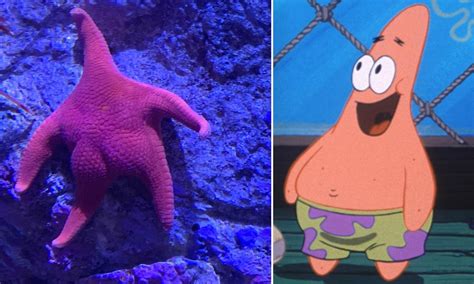 Why Patrick Lives Under a Rock on 'SpongeBob SquarePants' Explained