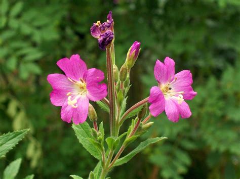 Epilobium (Willowherbs) | North Carolina Extension Gardener Plant Toolbox