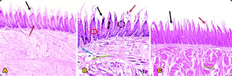 1A: A photomicrograph of the true filiform papillae of Gp I showing ...