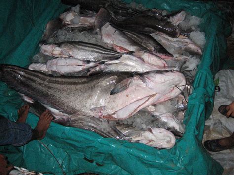 River Fish Supplier, Peter's Fish Trading Co, Sarawak: TAPAH FISH ...