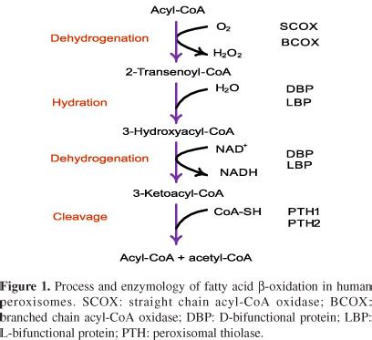 SciELO - Brasil - Facile chemiluminescence assay for acyl-CoA oxidase ...