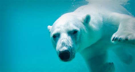 Polar Bear Swimming In Ice