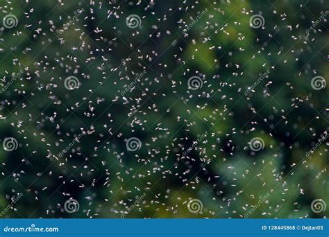 Swarm Of Flies Royalty-Free Stock Image | CartoonDealer.com #48716836