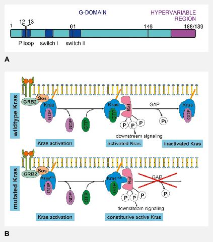 Kras: structure and activation. (A) The Kras gene. Mutations in human ...