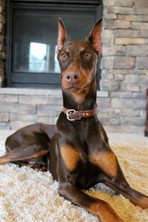 Red doberman Miniature Pinscher Puppy, Doberman Pinscher Puppy ...