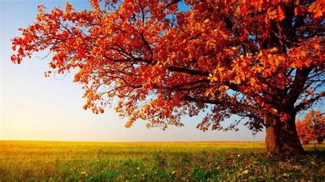 Scenery Wallpaper: Majestic Tree with Purple Flowers