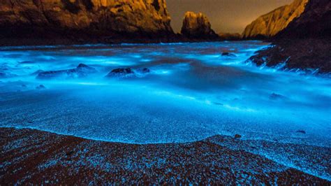 Stunning But Deadly, China's Bioluminescent Algal Blooms Are Getting Bigger