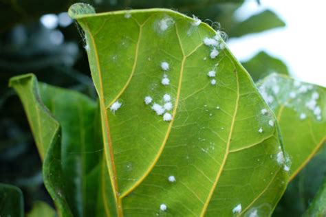 5 Early Signs of Aphids & 10 Ways To Get Rid Of Them