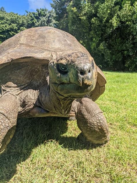 Meet The Oldest Tortoise Ever He Turns 191 Years Old